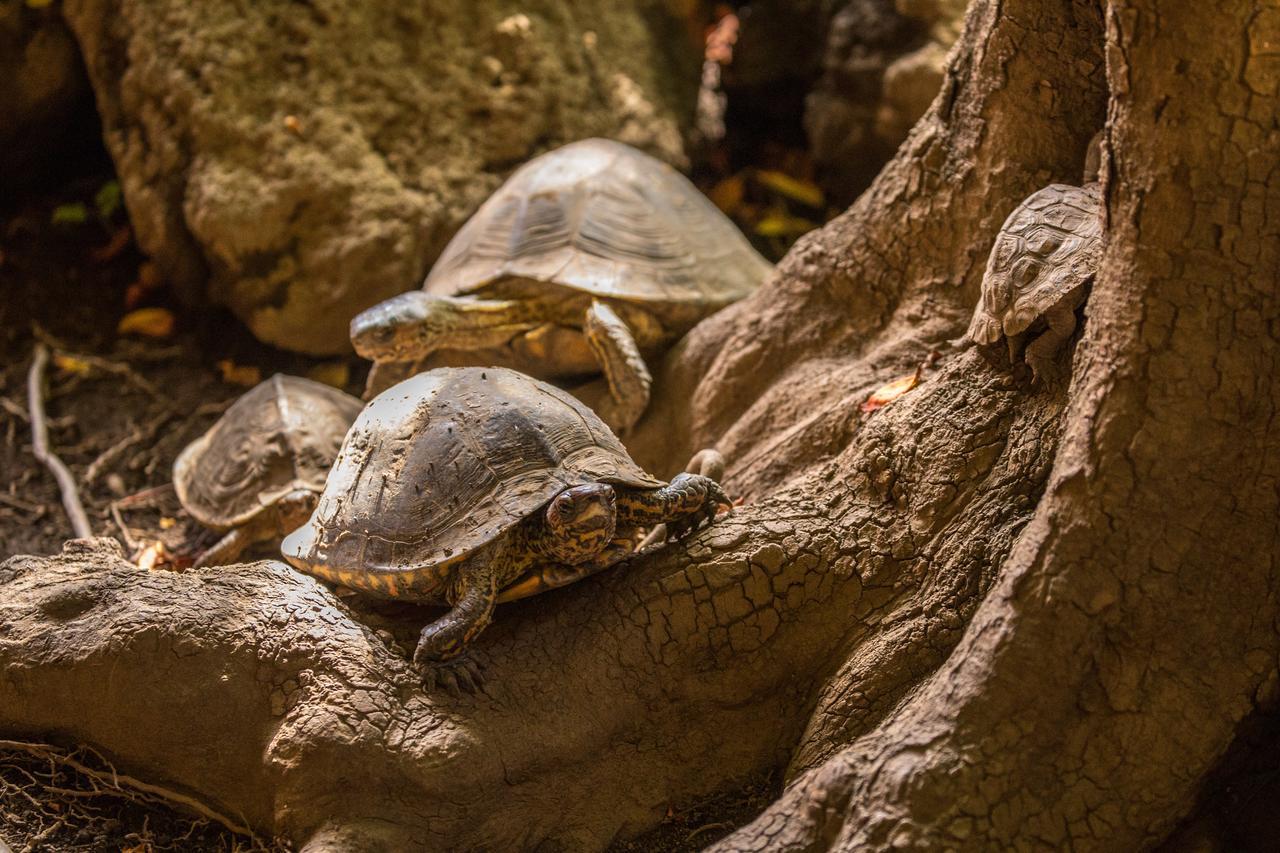 Hostal La Tortuga Booluda León Kültér fotó