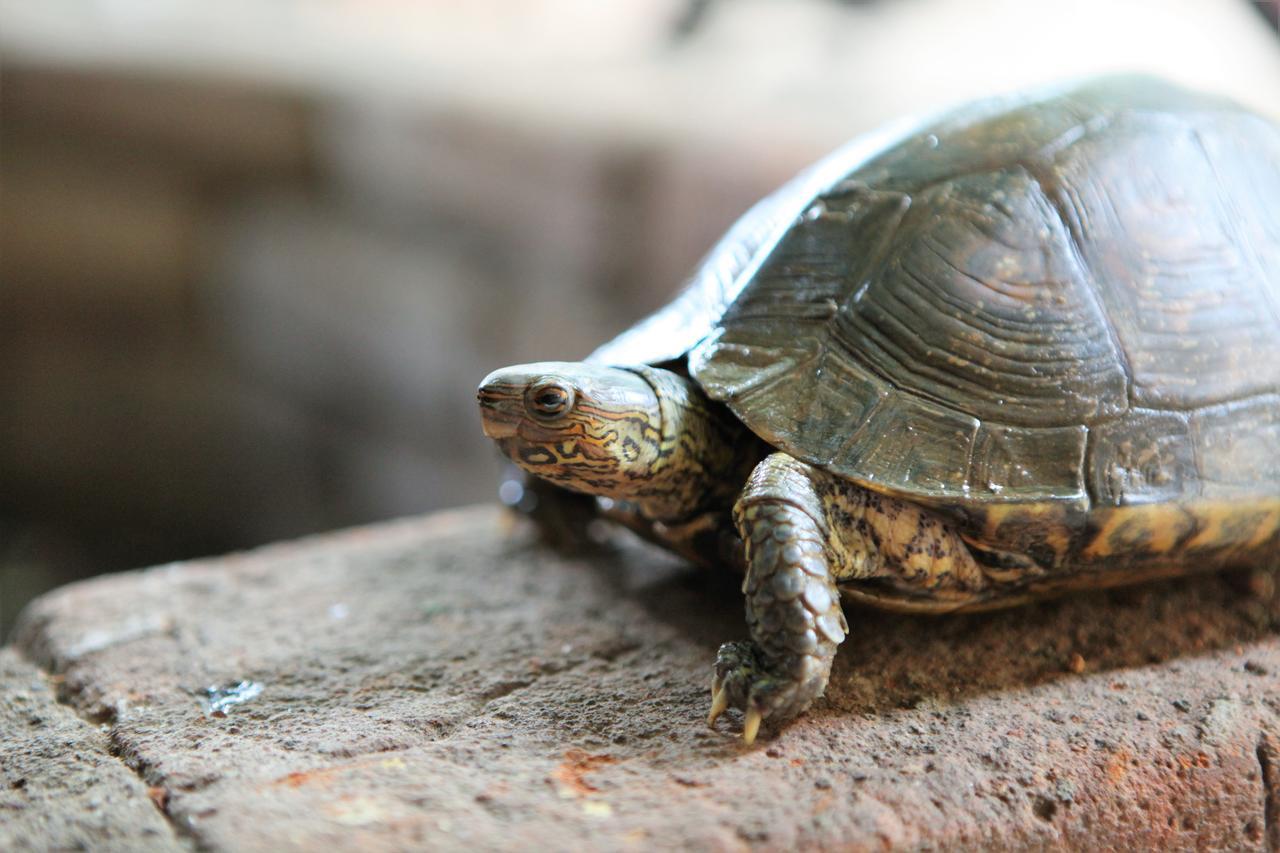 Hostal La Tortuga Booluda León Kültér fotó